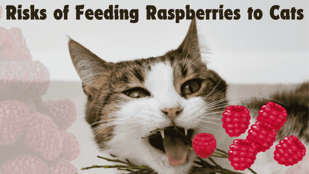 health risk of feeding raspberries for cat