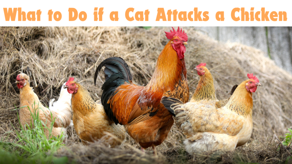 cat attacks chicken