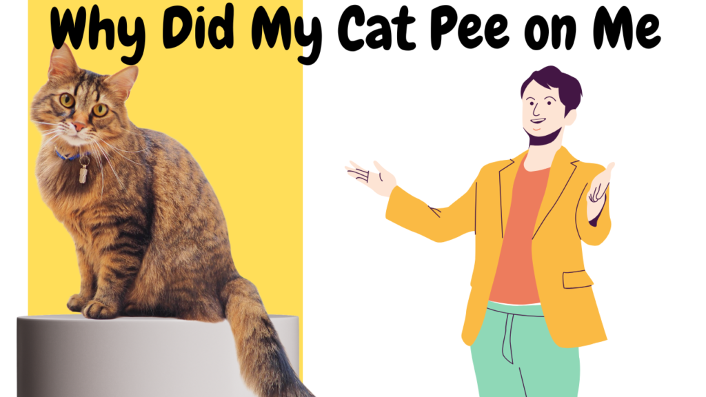 cats peeing