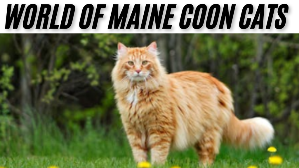 maine coon cat size