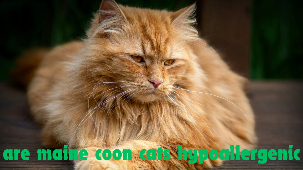 maine coon cats hypoallergenic