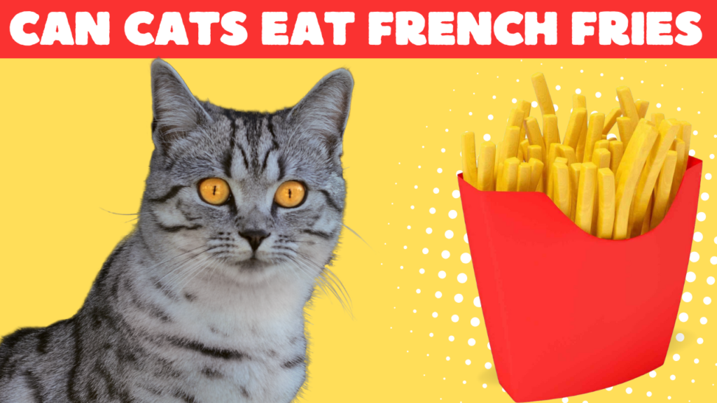 can cats eat french fries