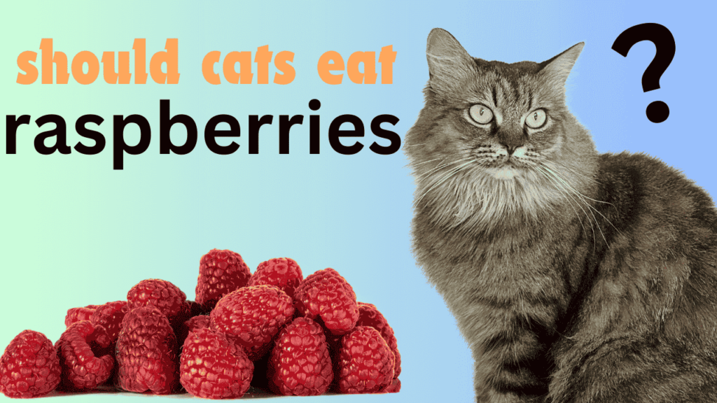 cat eat raspberries