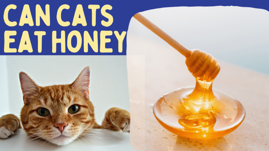 cats eat honey