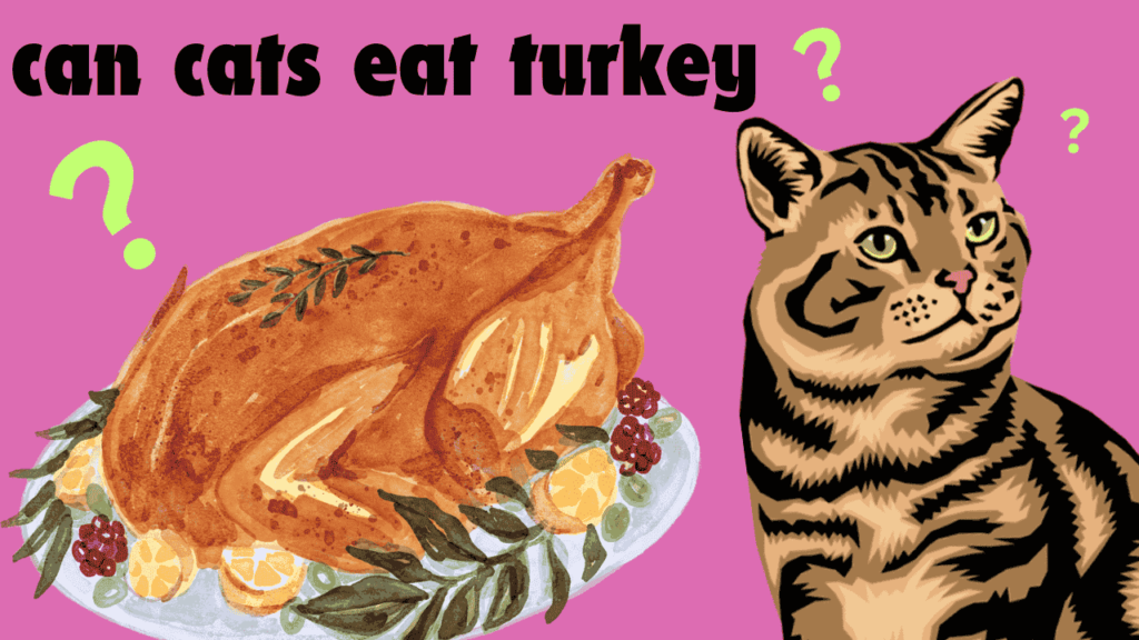 can cats eat turkey