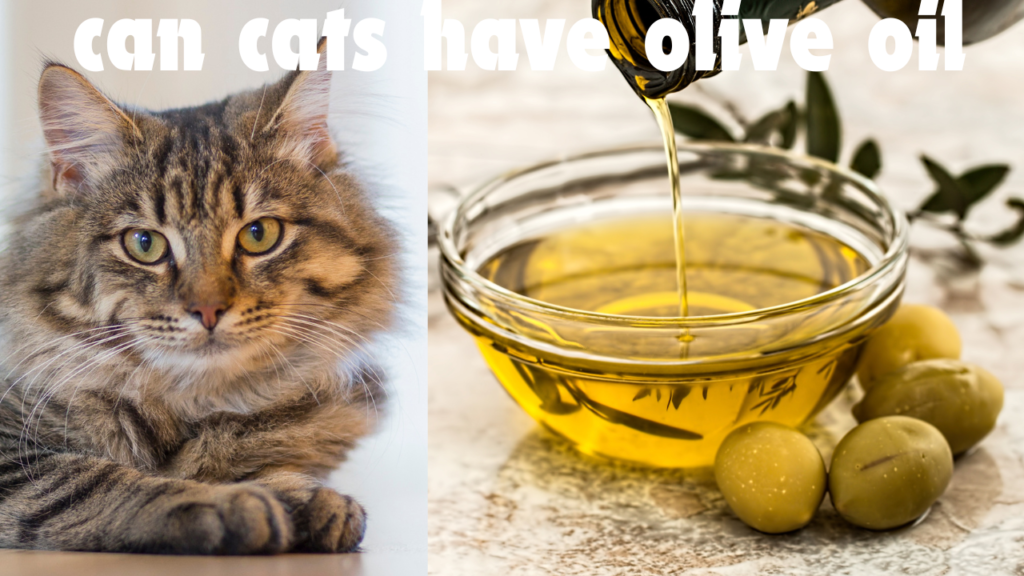 can cats have olive oil