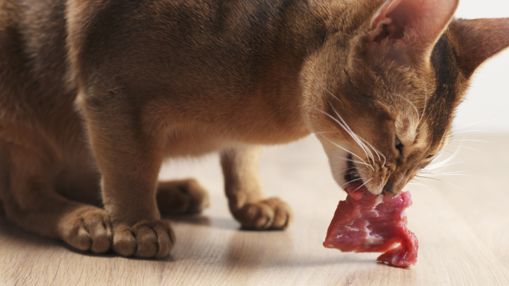 health risk of cat eat raw beef