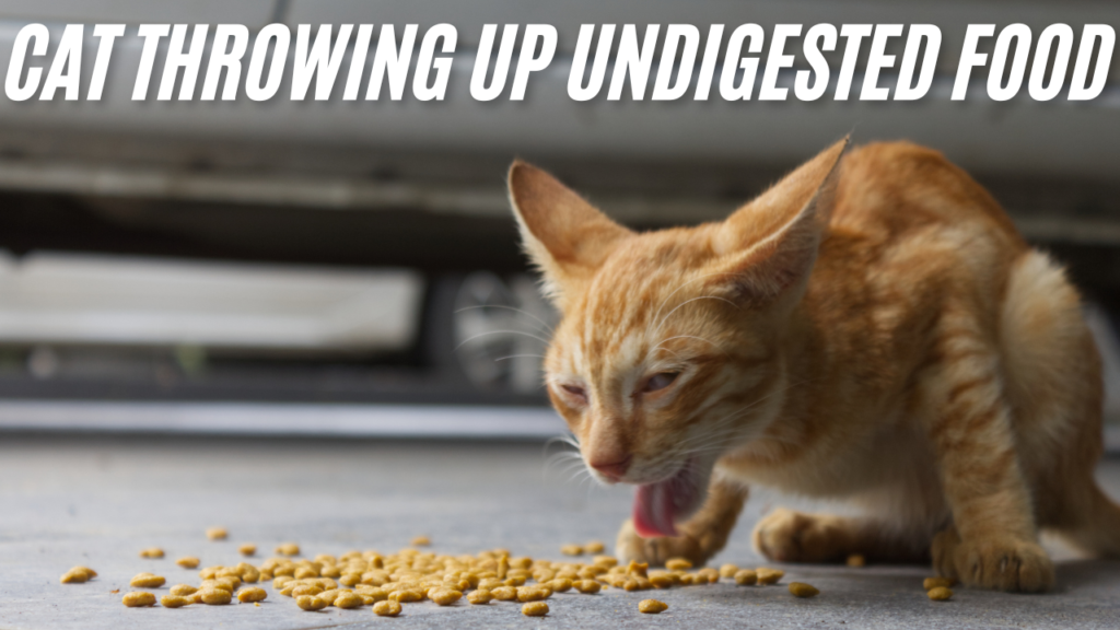 cat throwing up undigested food