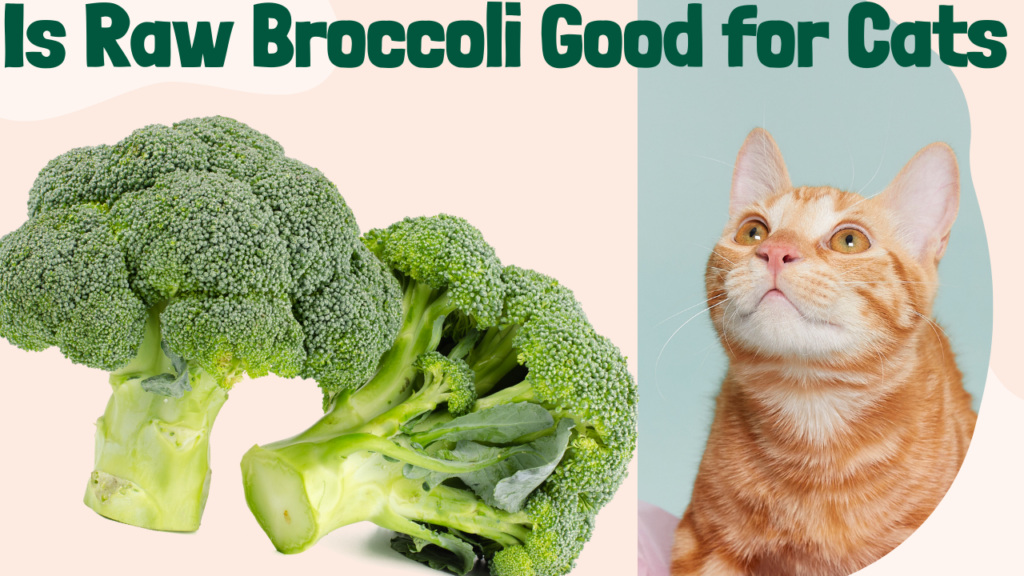 Is Raw Broccoli Good for Cats