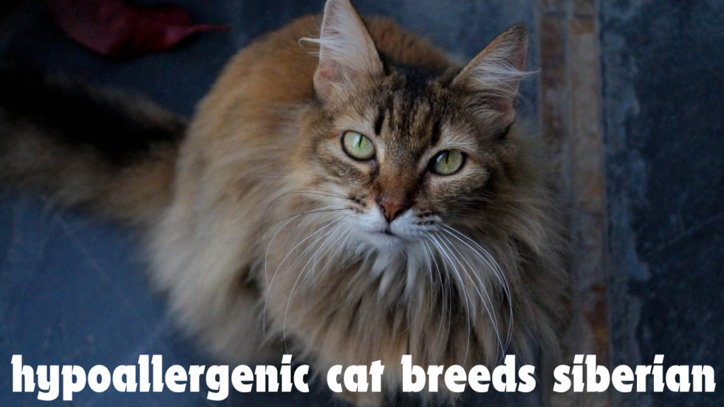 Hypoallergenic Cat Breeds: The Siberian Cat