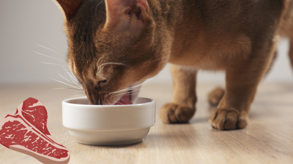 introduce raw beef into your cat's 