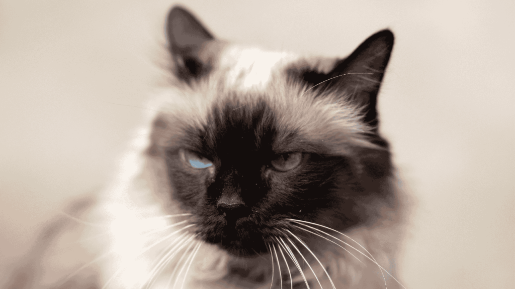 here is siamese cat seeing