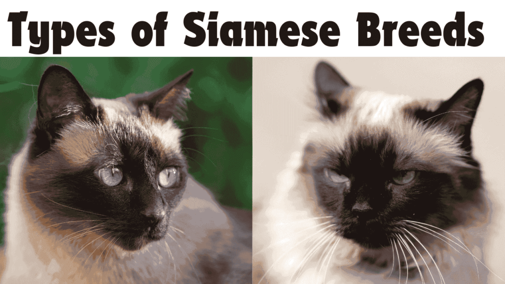 Types of Siamese Cats