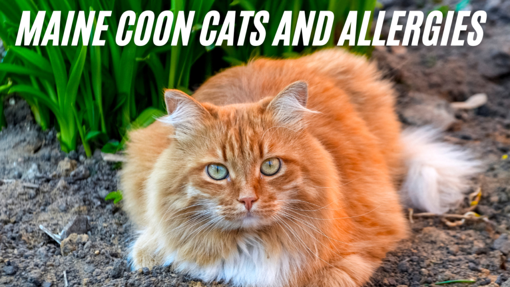 maine coon cat allergen