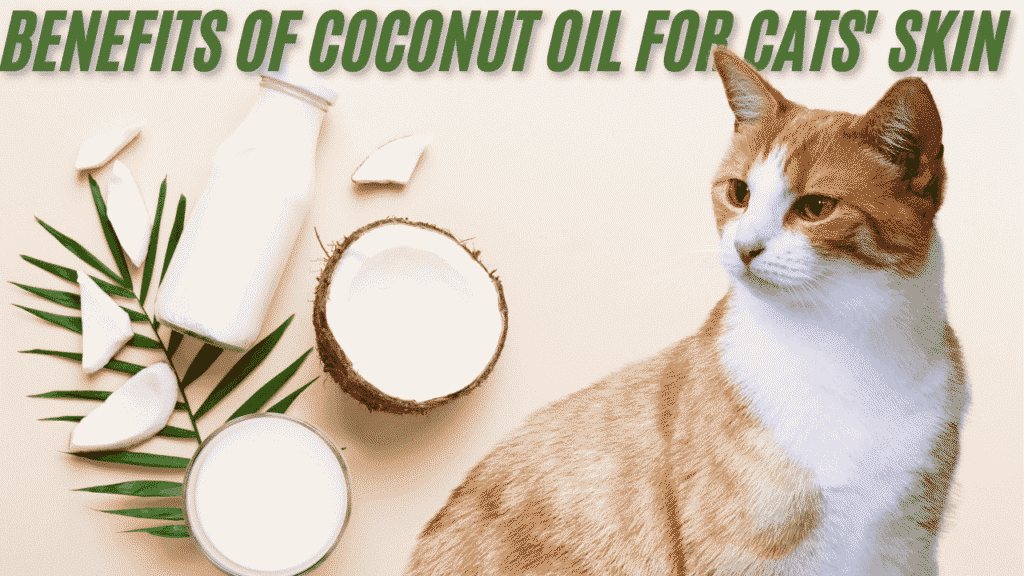 Benefits of Coconut Oil for Cats' Skin