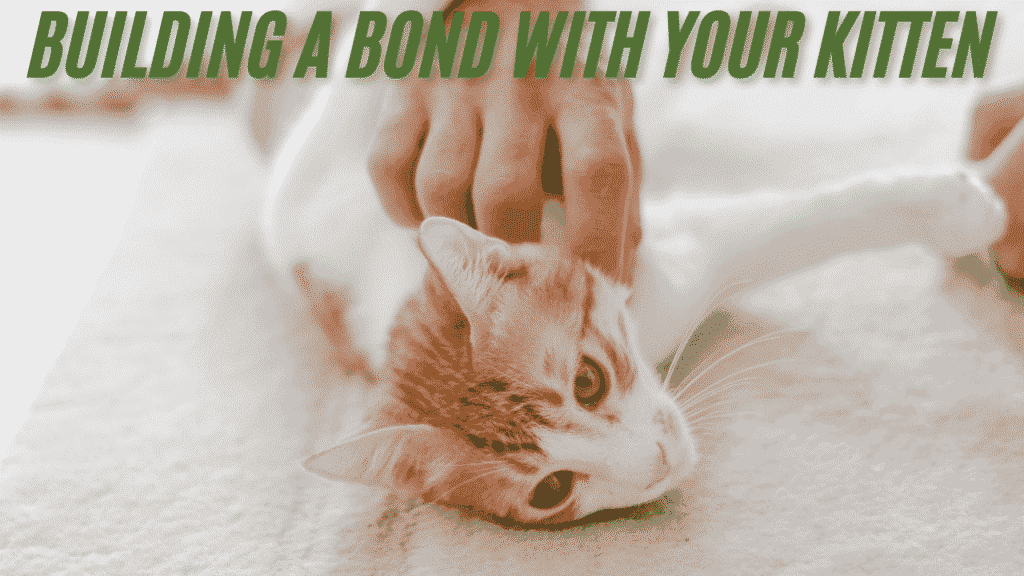 bilding bond with your kitten