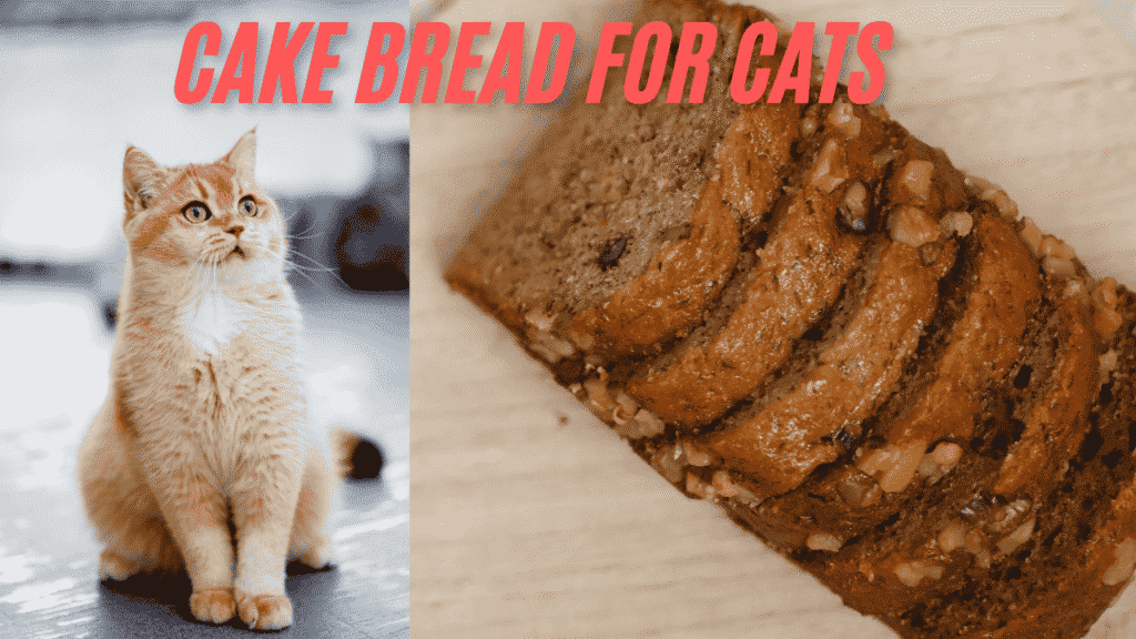 Cake Bread for Cats