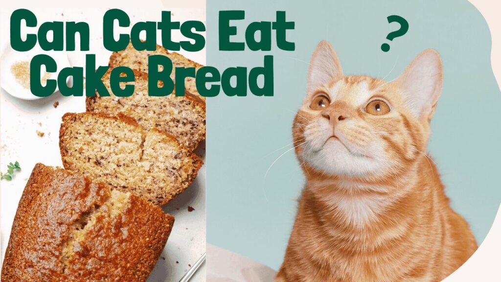 Cats Eat Cake Bread