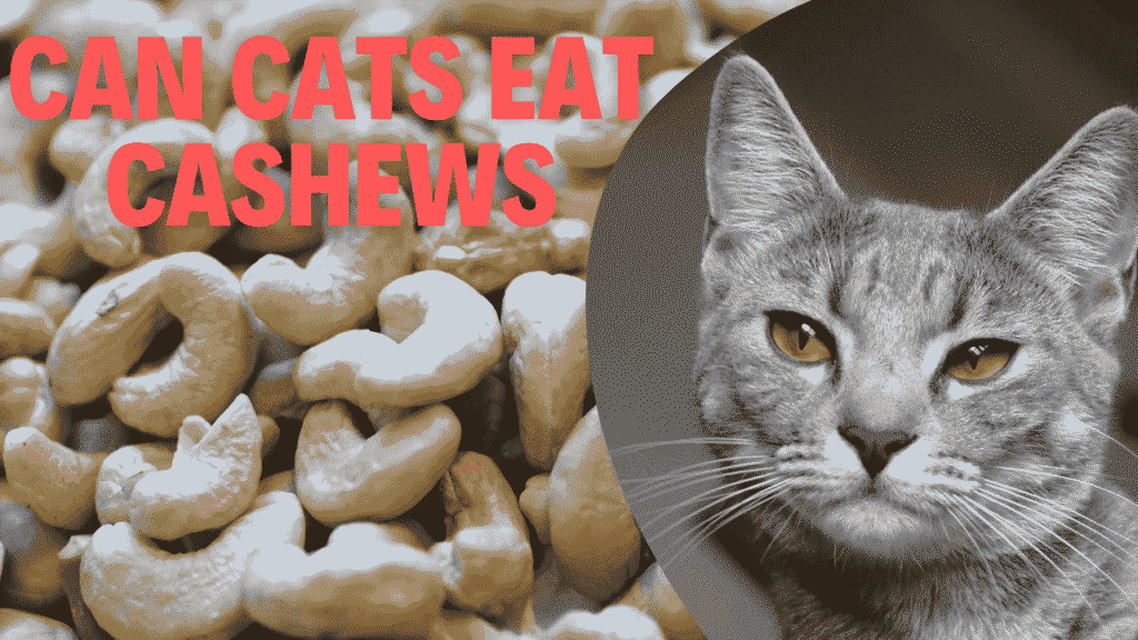 Cats Eat Cashews