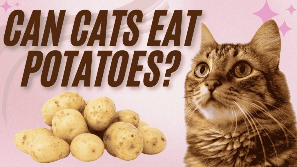 cat eat potatoes