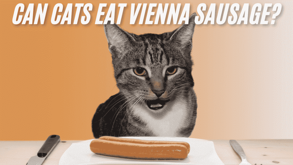 Cat Eat Vienna Sausage