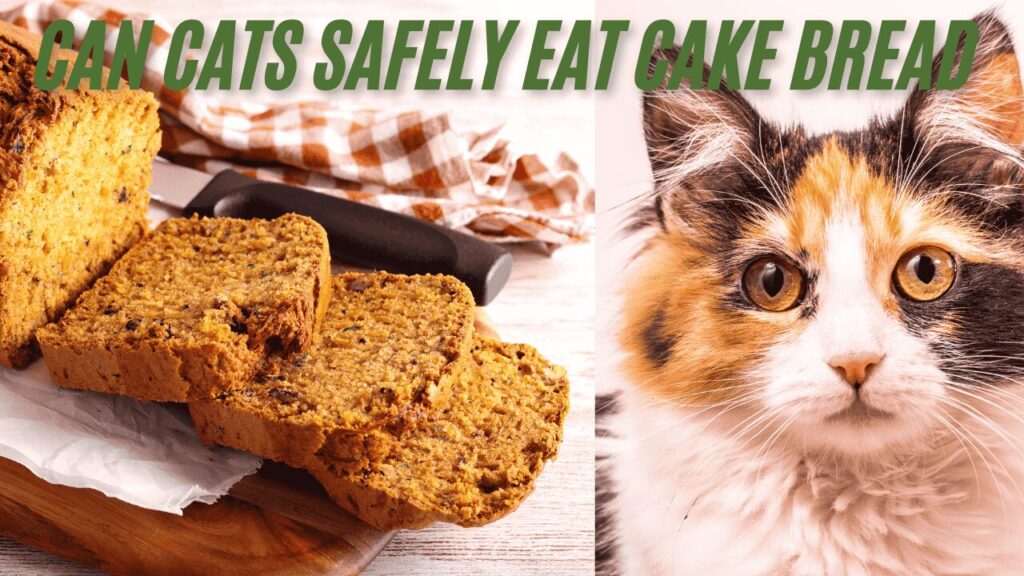 Can Cats Safely Eat Cake Bread 