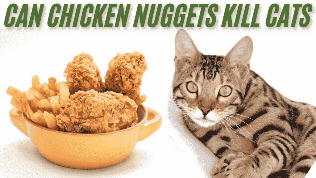 chicken nuggets kill cats