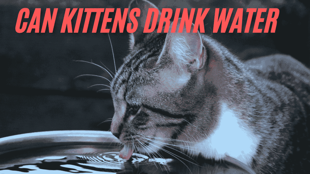 Kittens Drink Water