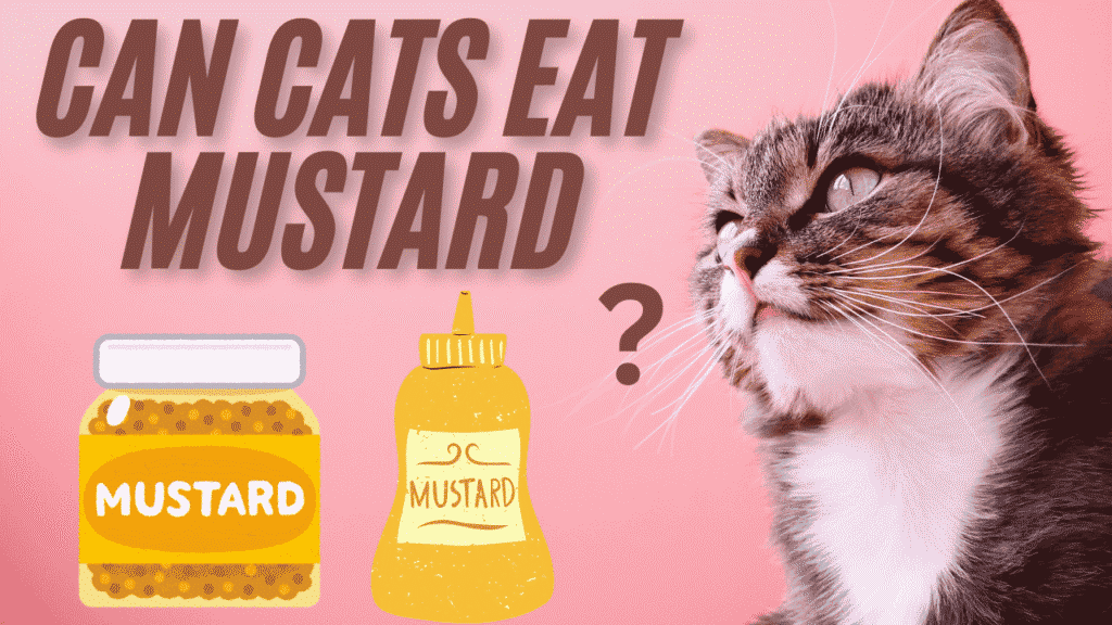 cat eat mustard