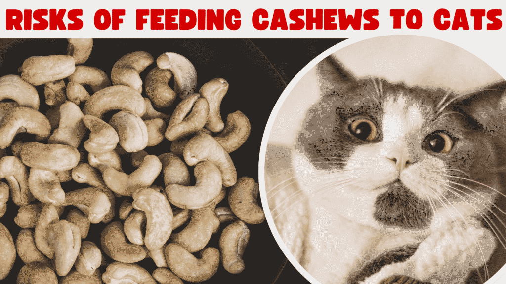 risk of cat est cashews