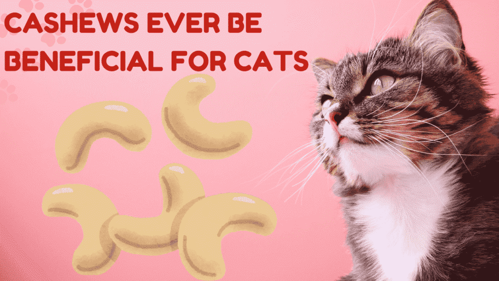 beneficial cashews for cats