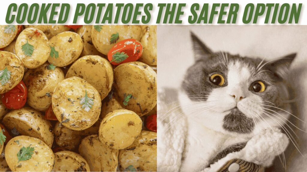 Cooked Potatoes is Safe for cat