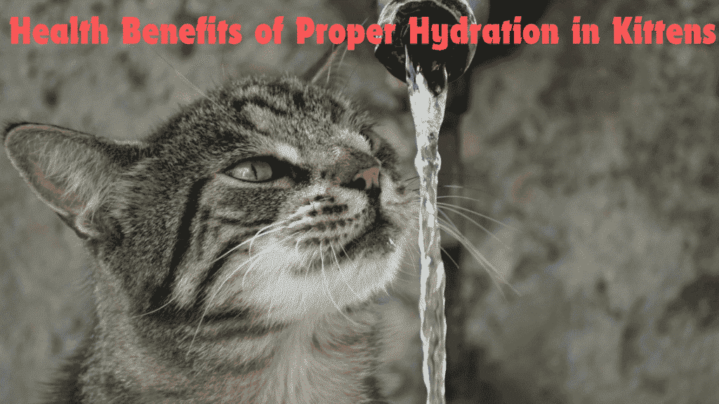 Health Benefits of kittens drink water