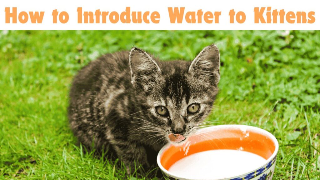  Introduce Water to Kittens 