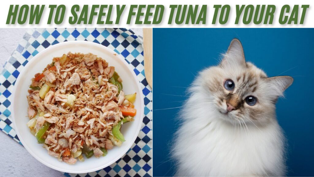 How Much Tuna Can I Give My Cat? safely feed your cat tuna