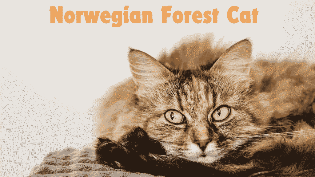 Norwegian Forest Cats