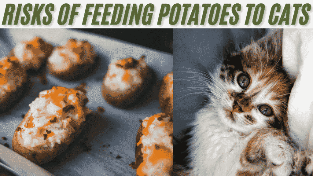 Risks of Feeding Potatoes to Cats 