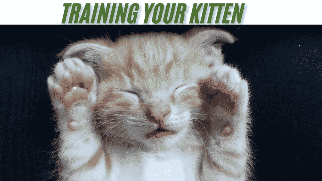 training your kitten