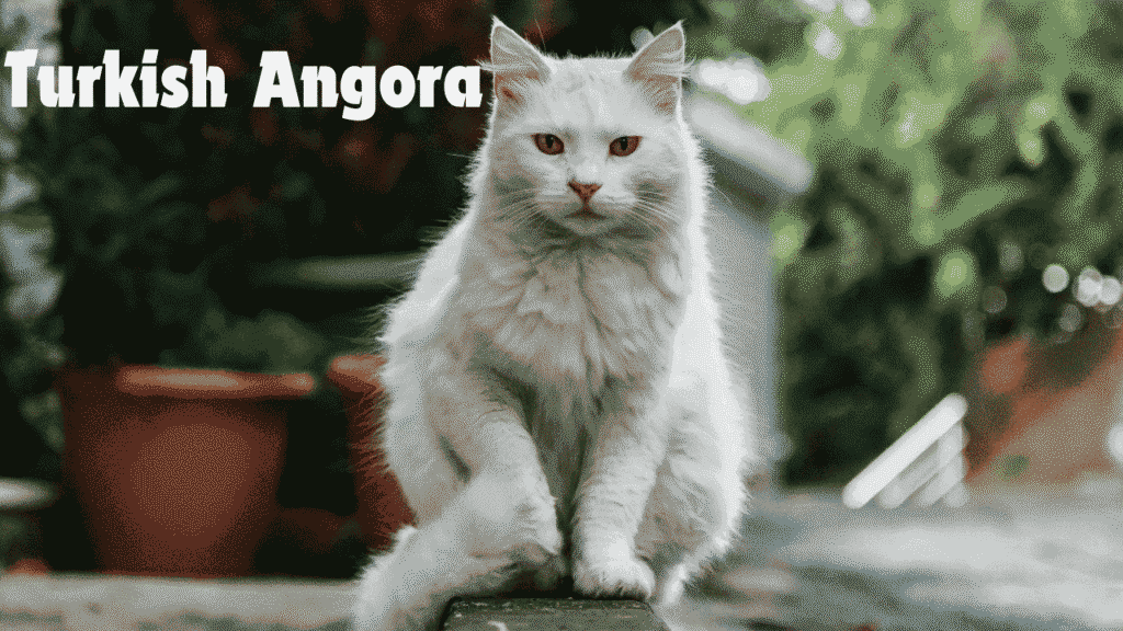 Turkish Angora cats