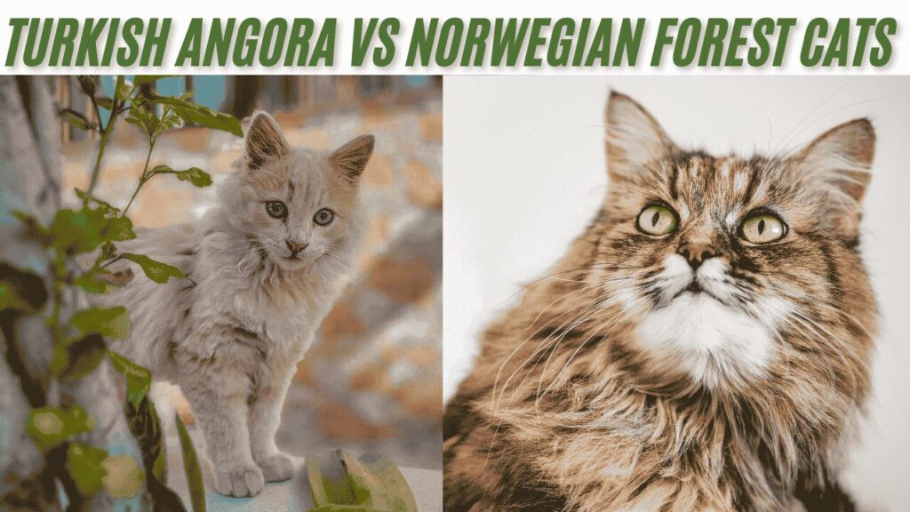 Turkish Angora vs Norwegian Forest Cats