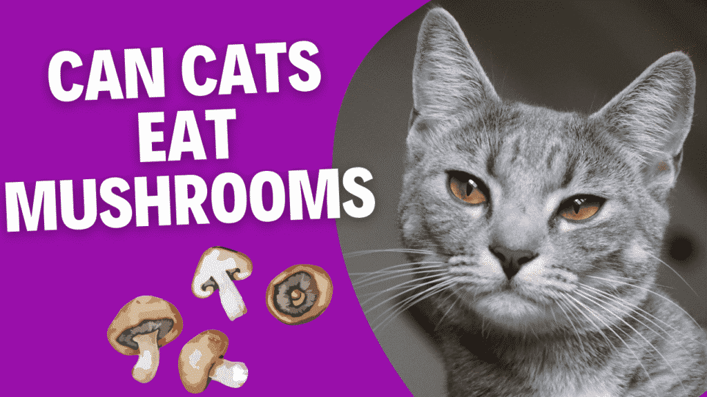 cats eat mushrooms