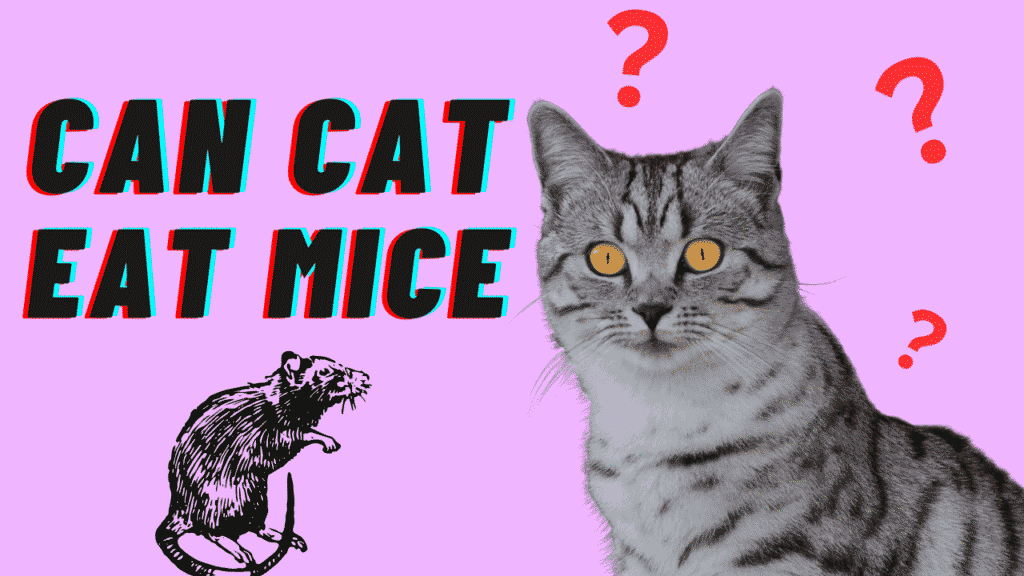 Cats Eat Mice