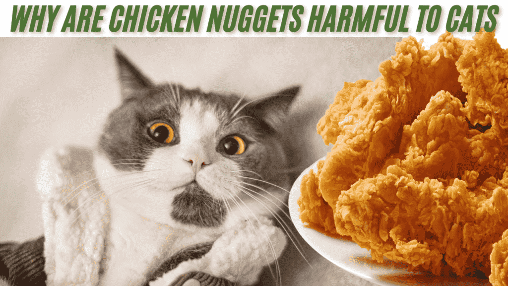 chicken nuggets harmful to cats