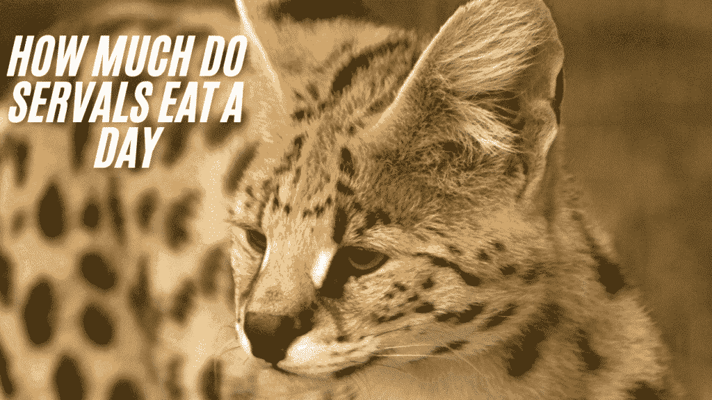 How Much Do Servals Eat a Day