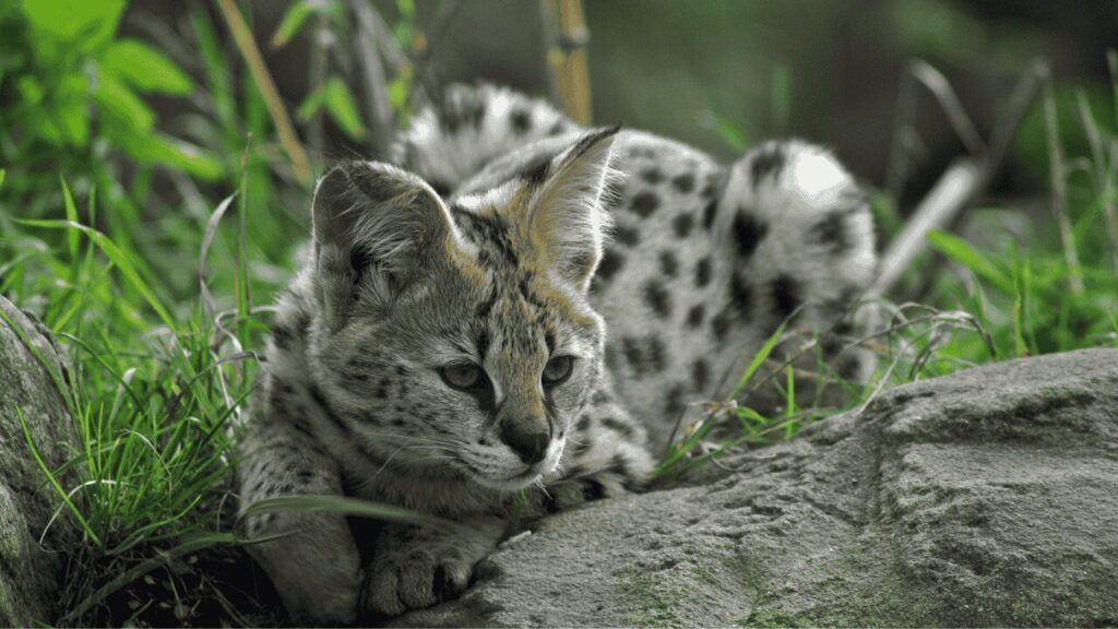 servals hunting behavior