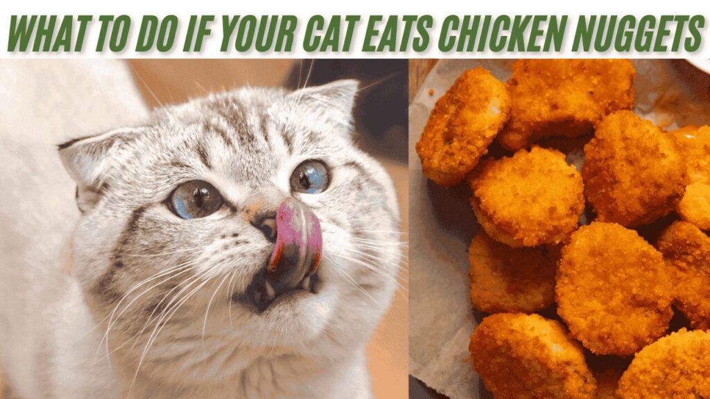 cat eat chicken nuggets 